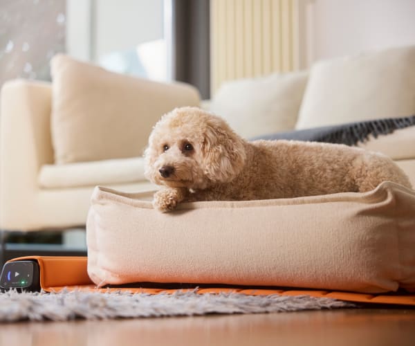 BEMER Dog Basic pod vlastním pelíškem s menším psem